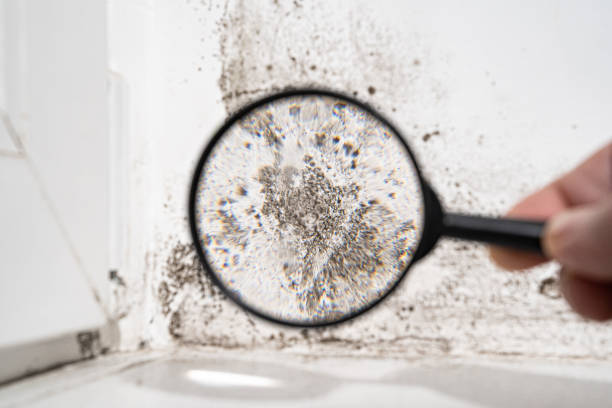 Professional Mold Inspection, Removal & Remediation in Lago Vista, TX